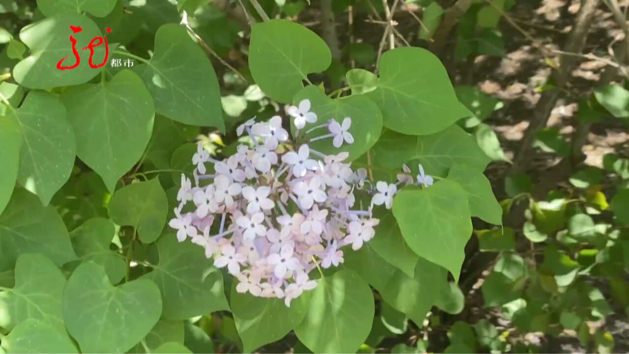 寻找五瓣丁香花 谁是幸运的你我他