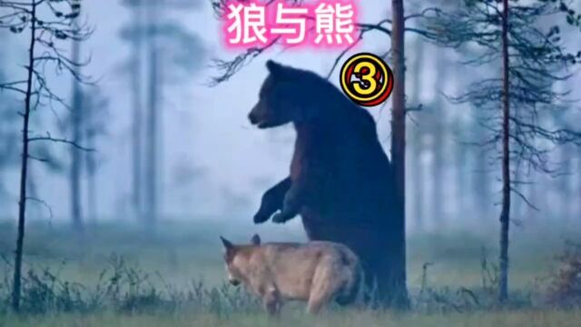 狼与熊2只狼大战3头棕熊,是狼厉害还是棕熊更牛?动物棕熊狼野生动物零距离纪录片