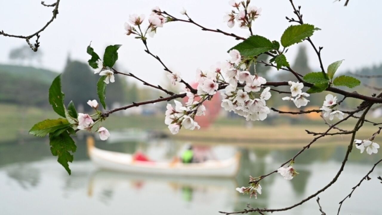 错把秋天当春天!浙江武义樱花反季节绽放