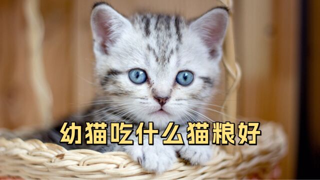 怎么给幼猫选择猫粮?看这几个指标很重要!