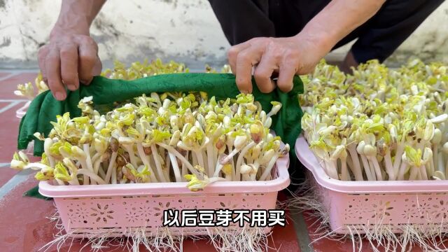 以后豆芽不用买,用花生种豆芽,一种一箩筐!