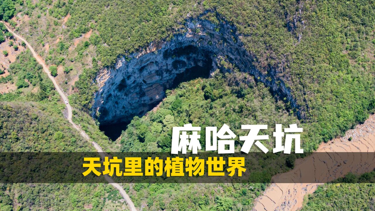 探索天坑里面的植物生态系统,云南文山麻哈天坑