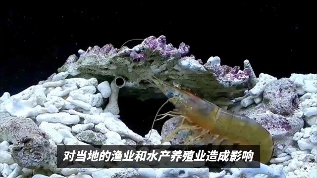 美国遭遇虎虾入侵!比亚洲鲤鱼猛,体型比手臂大,让美国无计可施