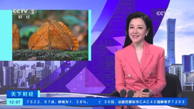 云南金平:近亿只蝴蝶集中羽化成蝶