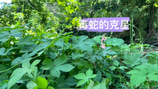 农村随处可见的植物,又名割人草,又被称为毒蛇的克星