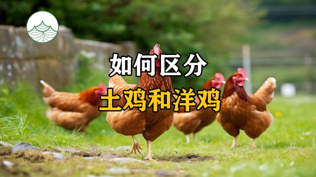 教你两招如何区别土鸡和洋鸡