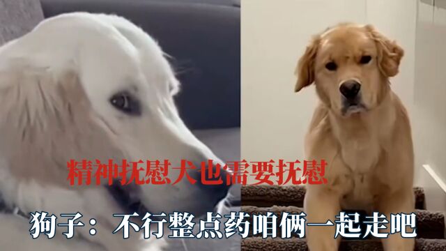 精神抚慰犬也需要抚慰!早知道当初就选导盲专业了,抚慰不了一点