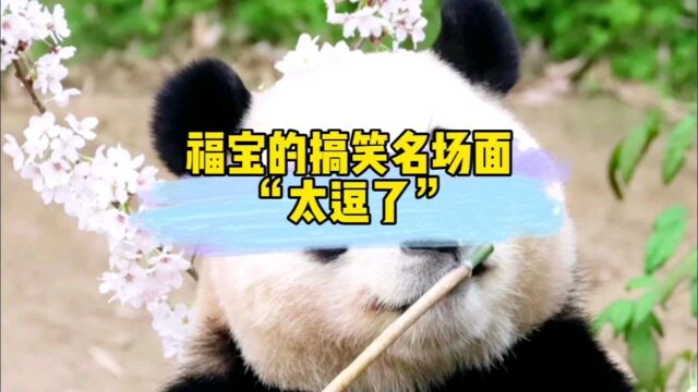 福宝名场面,你是从哪个场面认识福宝的?