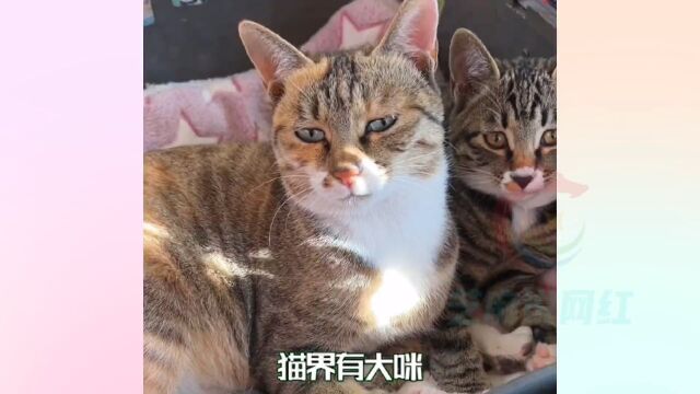 全网最通人性的猫“大咪,因为聪明又懂人事,500万人的梦中情猫#田园猫 #田园宝贝儿