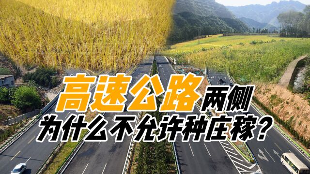 高速公路两侧50米内,为啥只能搞绿化,种庄稼不是更好吗?