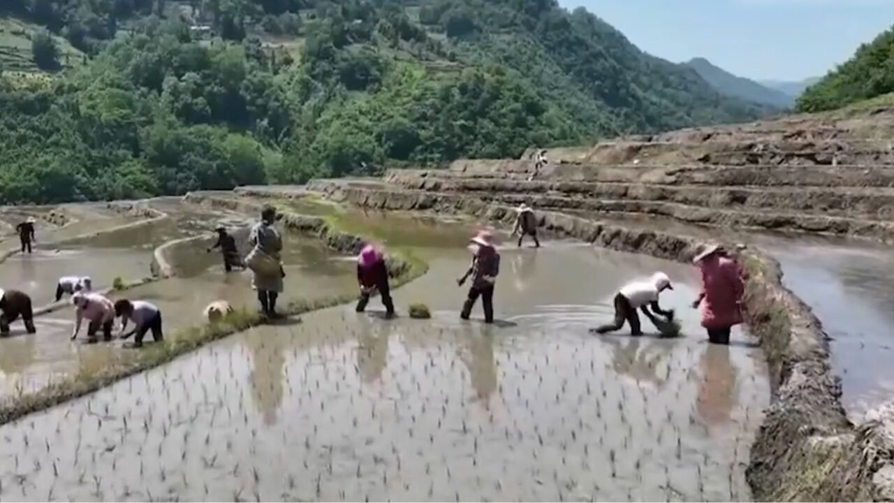 中国丰收地图:三夏时节插秧忙,稻田里的共生,孕育双倍的希望