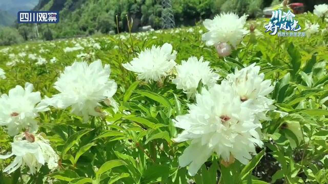 川渝好风光丨仲夏到了 夏花灿烂