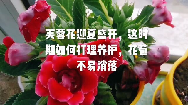 芙蓉花迎夏盛开,这时期如何打理养护,花苞不易消落