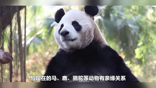 什么?大熊猫在地球上已经生活了800万年!