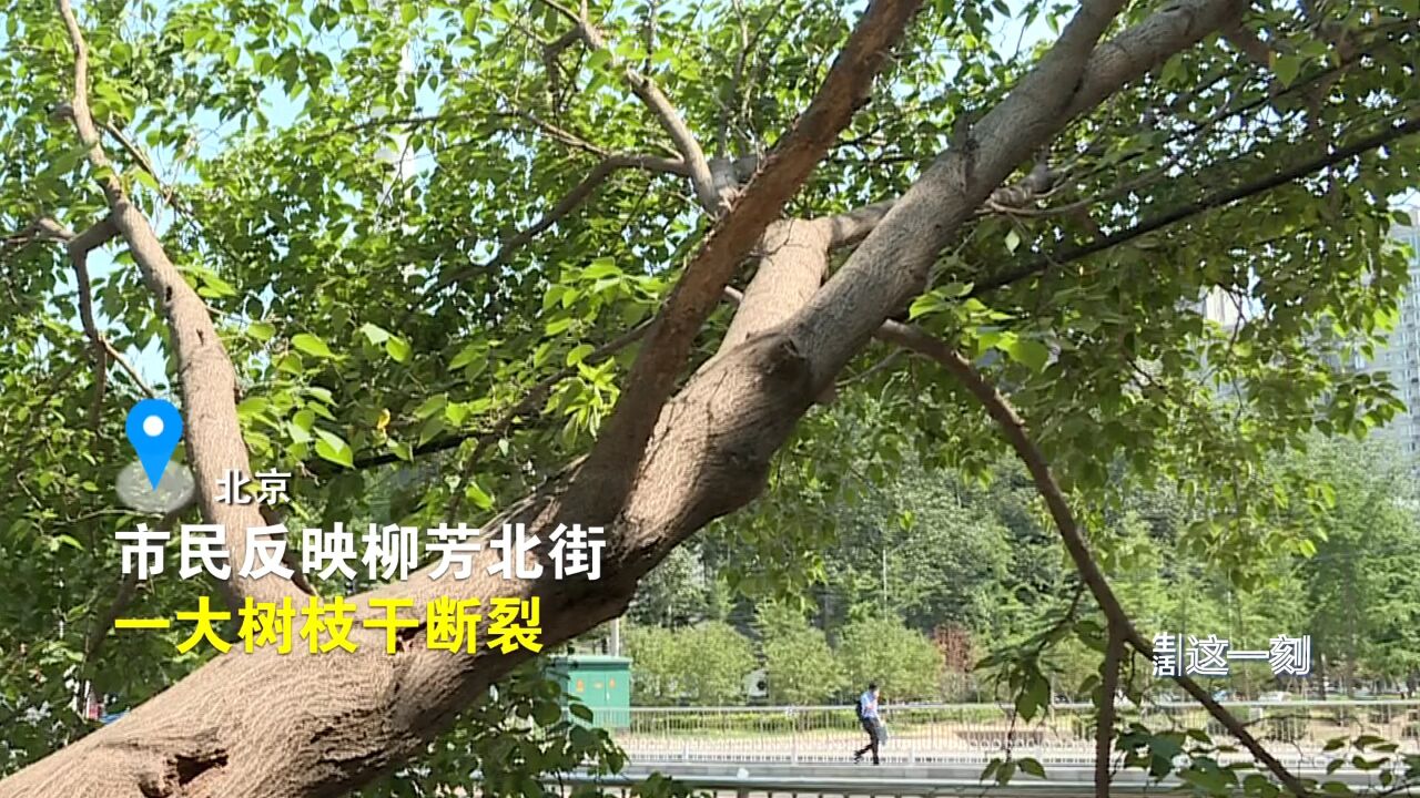 接诉即办!大树树枝断裂压线缆 园林部门迅速到场处理