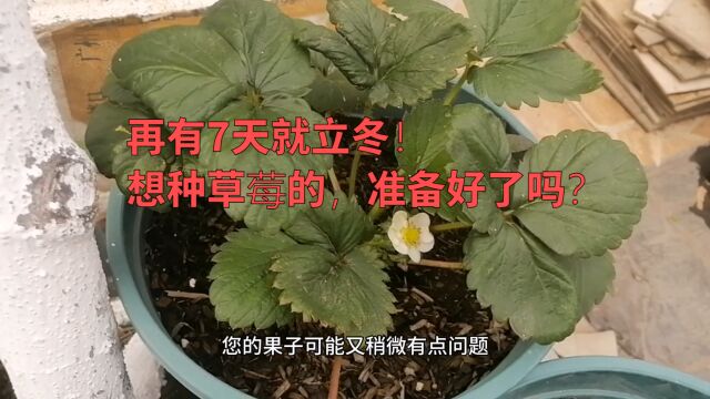 再有7天就立冬!想种草莓的,准备好了吗?