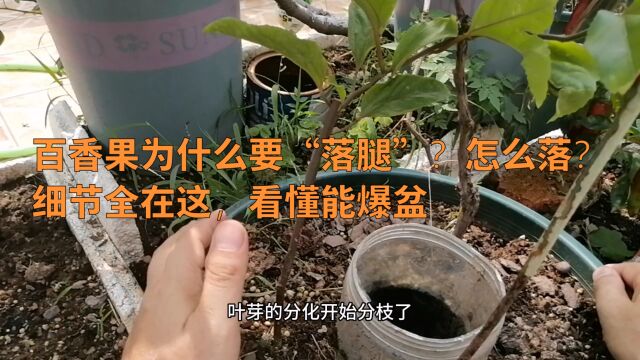 百香果为什么要“落腿”?怎么落?细节全在这,看懂能爆盆