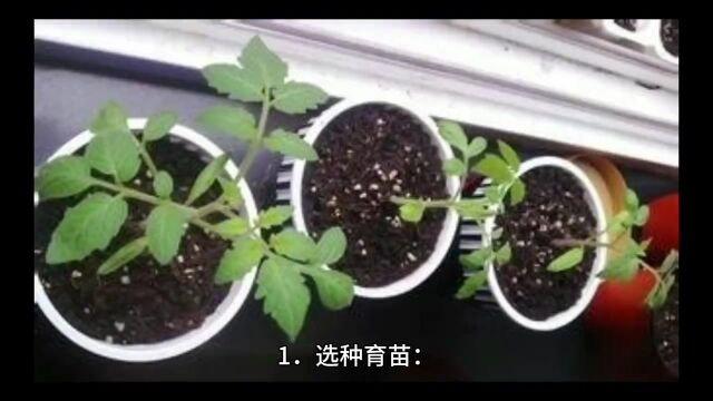 西红柿农村种植教程