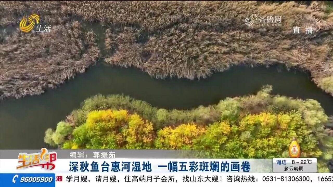 树绿风轻水碧天蓝,深秋时节鱼台惠河湿地五彩斑斓,风光美如画