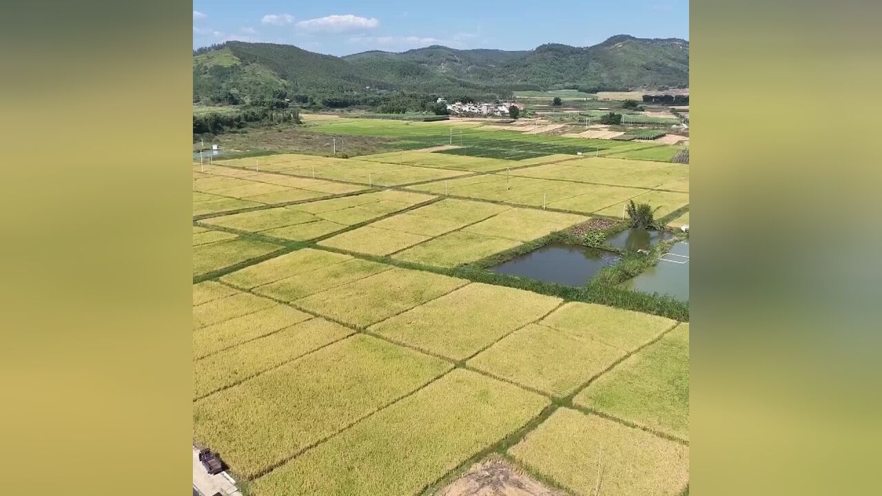 稻田飘香秋收忙,在韶关翁源,感受秋日好“丰”景