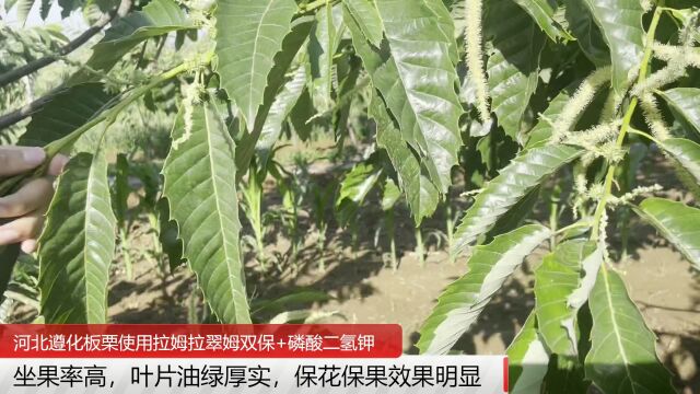 进口磷酸二氢钾河北遵化板栗使用拉姆拉翠姆双保叶面肥+磷酸二氢钾,保花保果效果明显