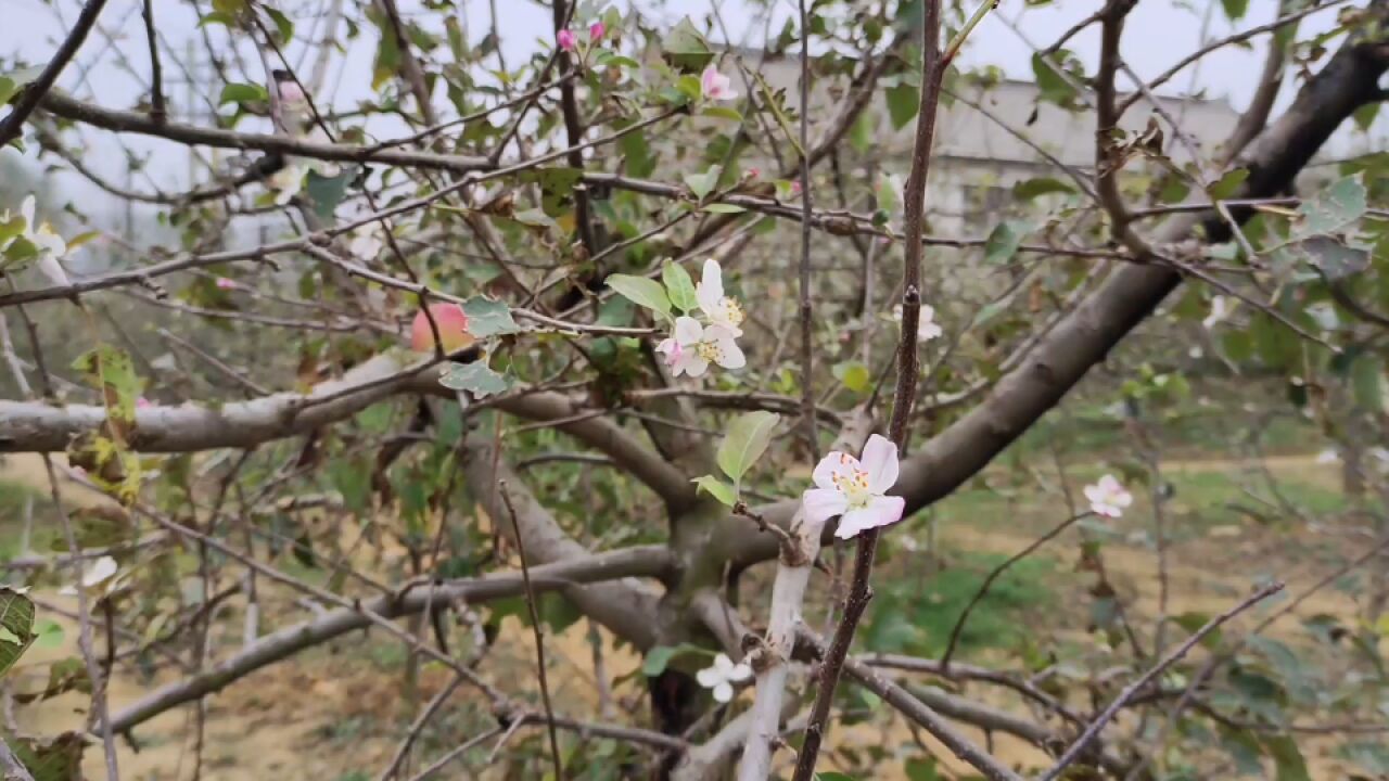 11月份的北方 苹果树秋季又开花