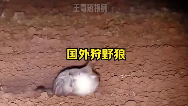 #狼#猫#国外#动物