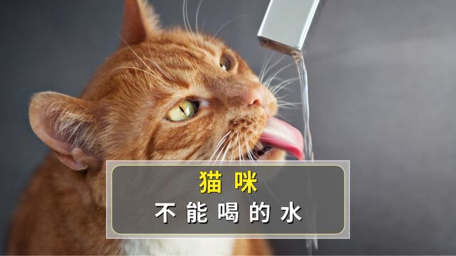 千万不能给猫喝的5种水,不然就在慢性害猫