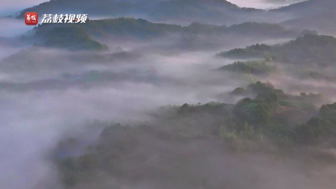 远离城市喧嚣!晨雾在田野间流淌如绝美的水墨画