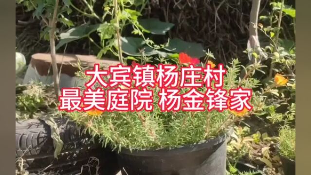 【原阳好人】大宾镇杨庄村最美庭院杨金锋家#“原阳好人”“记者百村行”进基层系列报道 #【原阳好人】