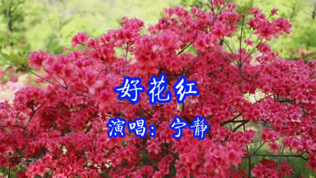 宁静演唱的歌曲《好花红》,请欣赏