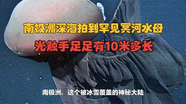 南极洲深海拍到罕见冥河水母,光触手足足有10米多长