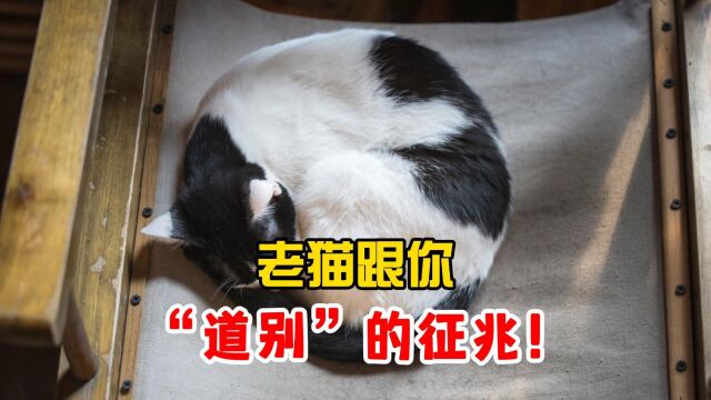 老猫这些行为,是在跟你告别了!