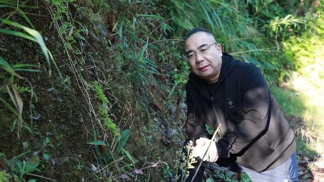 可药可赏,苍翠优雅,化石级植物,石松,大家一定要认识