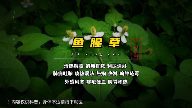 鱼腥草,为何人们称它“痔疮草”?