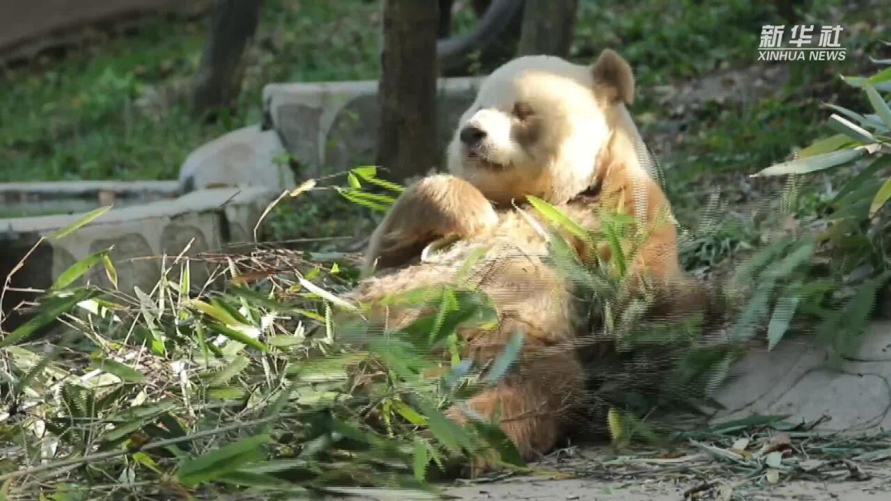 棕色大熊猫七仔:我是新鲜竹子“粉碎机”