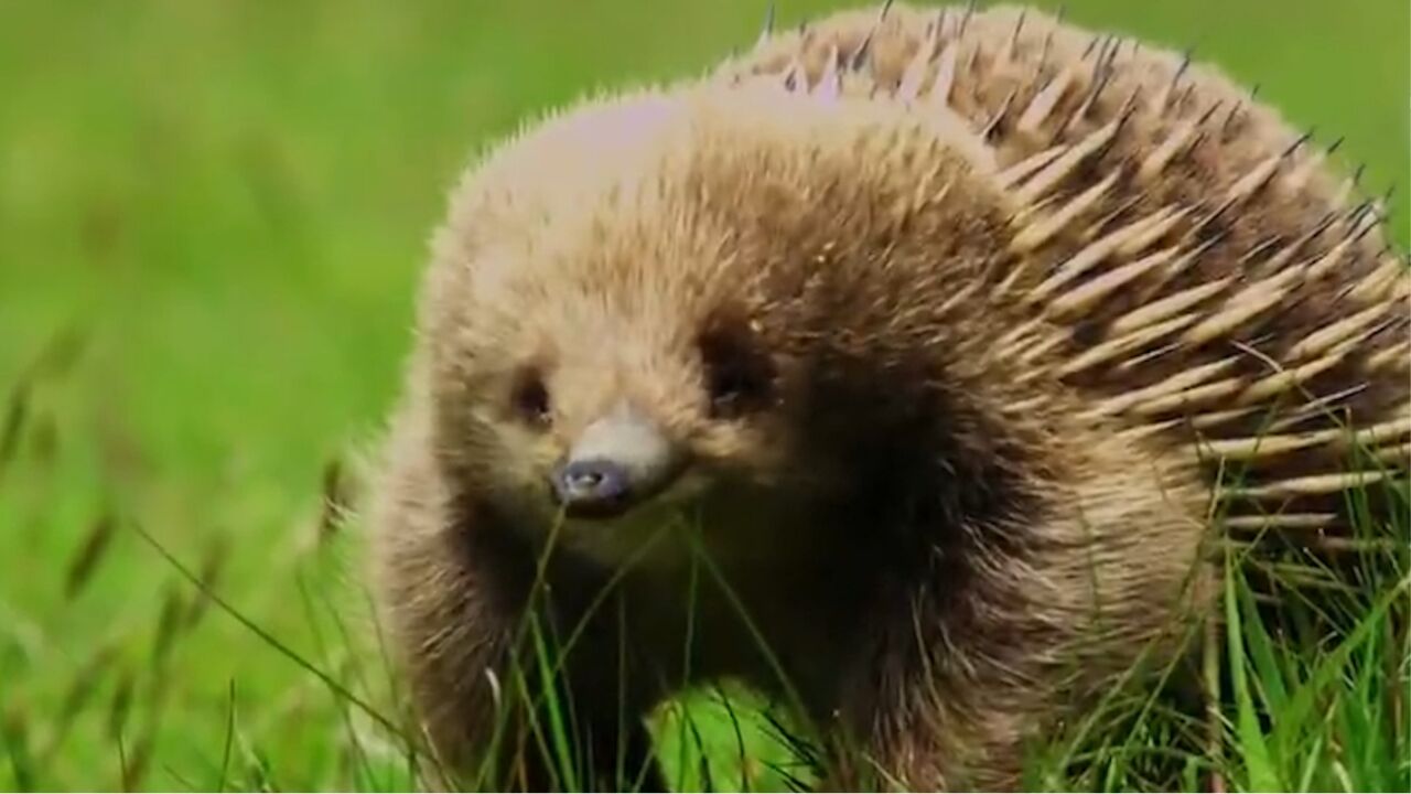 针鼹是生活在澳大利亚独立演化的生物,主要以蚂蚁为食