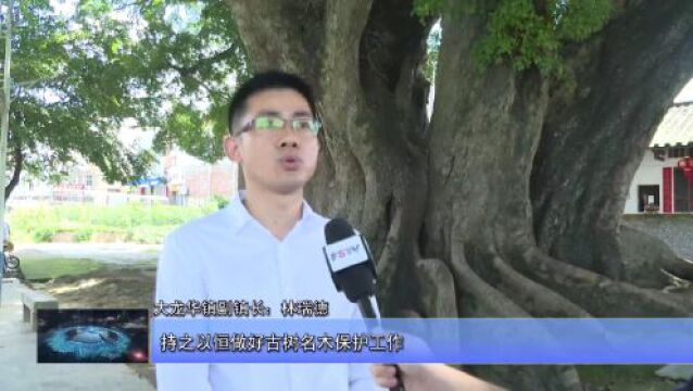 丰顺:加强古树名木保护力度 助力绿美丰顺生态建设