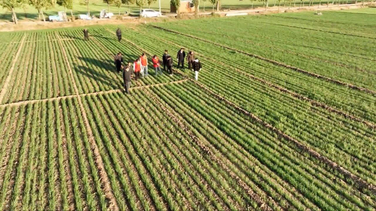 菏泽定陶:大风降温天气来袭 农技专家支招小麦安全越冬