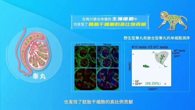 科学家成功构建胚胎干细胞嵌合体猴