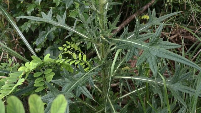 蓟草的嫩叶可以食用,它的根可以用来炖汤,你认识吗#野生植物 #蓟 #大蓟 #野菜