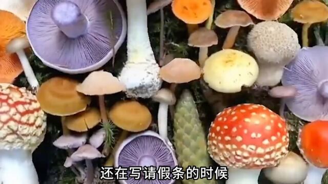 菌子风险图秒变捡菌官方指南,主打一个叛逆