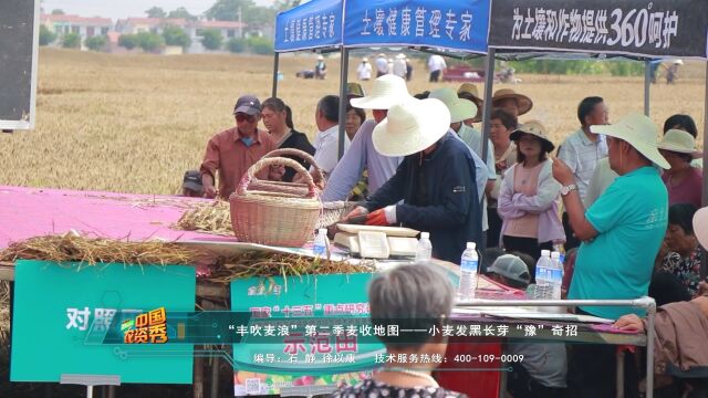 农资秀 亲土1号:“丰吹麦浪”第二季麦收地图之小麦发黑长芽“豫”奇招