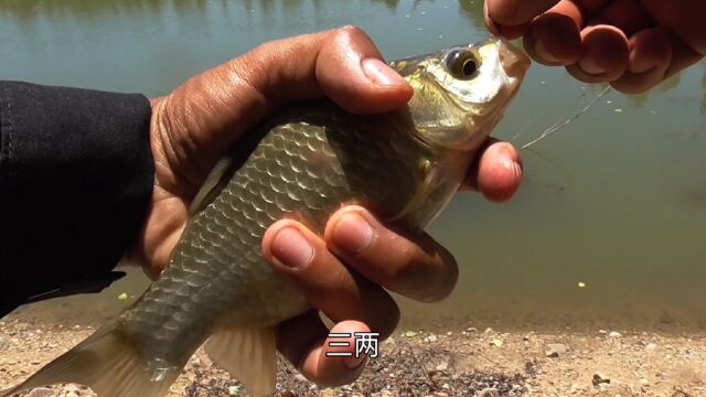 这里的鱼都饿疯了,快来钓呀