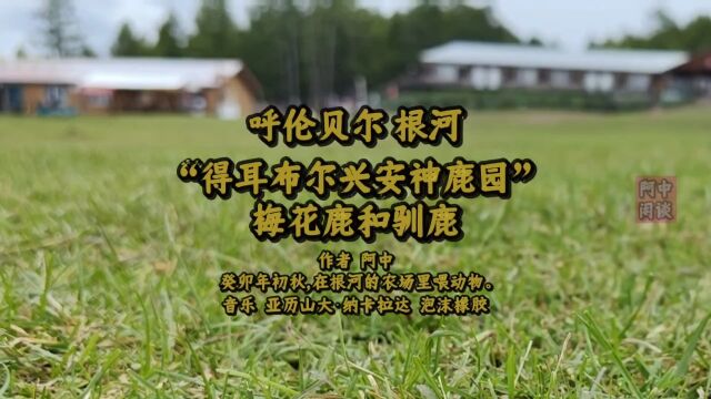 “呼伦贝尔根河得耳布尔兴安神鹿园”梅花鹿和驯鹿