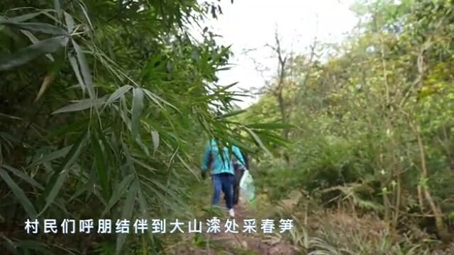 威信:春笋采摘正当时 连绵青山变金山