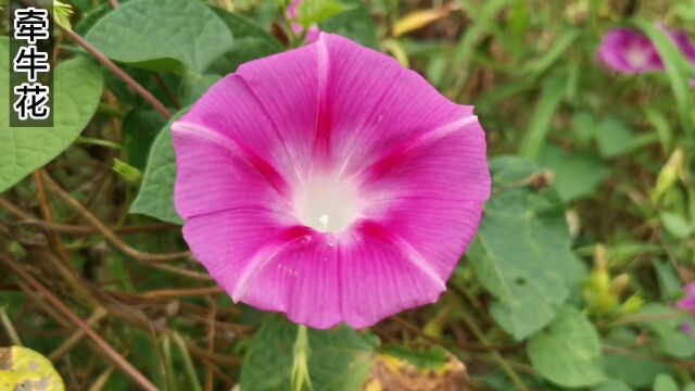 牵牛花,花朵像喇叭,也叫喇叭花,又叫朝颜,勤娘子.#植物科普 #一日一植物 #牵牛花 #喇叭花 #大自然的馈赠