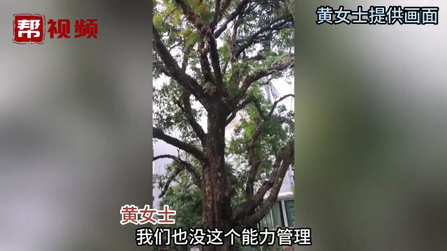 居民担心古树健康状态 闽侯县林业局现场查明干枯原因