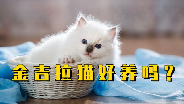 金吉拉猫好养吗?