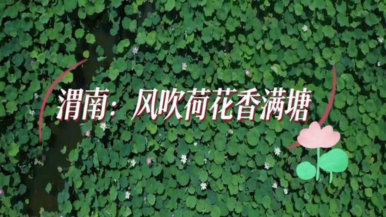 陕西省渭南市,渭南风吹荷花香满塘